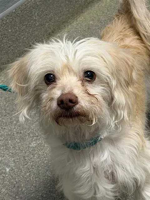 Gale - Maltese