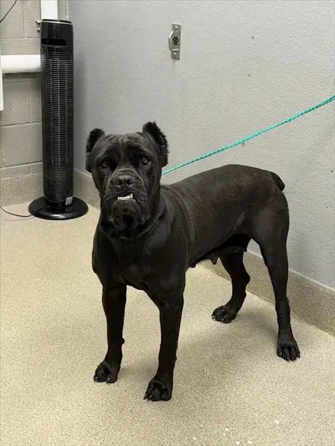 Samira - Cane Corso Mastiff