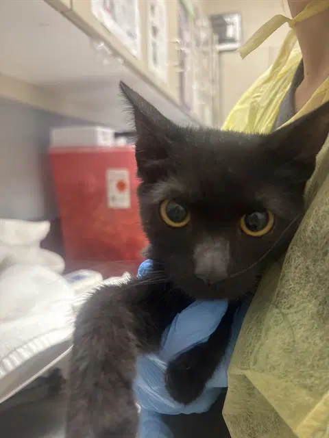 Luna - Domestic Short Hair