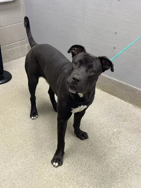 Gibson - Cane Corso Mastiff