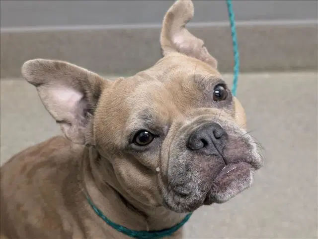 Sara - French Bulldog