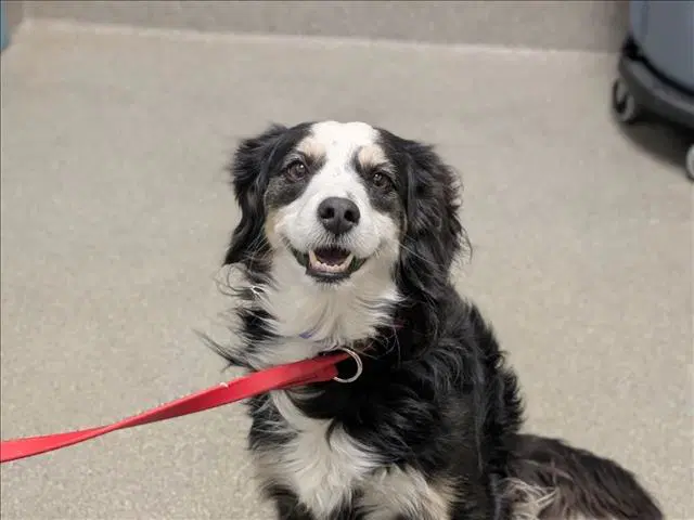Ringo - Australian Shepherd