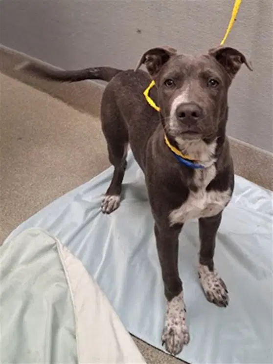 Frankie - Pit Bull Terrier