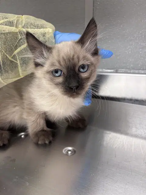 Giveon - Domestic Short Hair