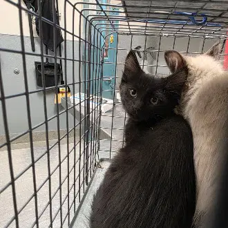 Sonder - Domestic Short Hair