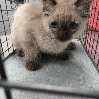 Sza - Domestic Short Hair