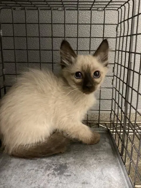 Jhene - Domestic Short Hair