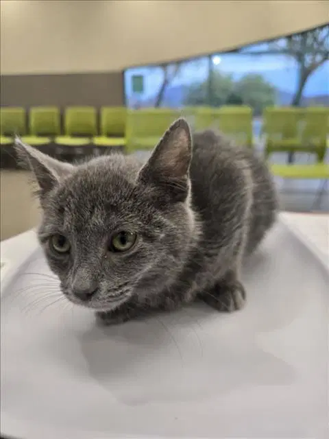 Raighly - Domestic Short Hair