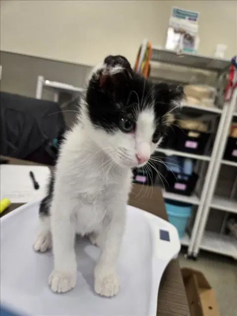 Corn - Domestic Short Hair