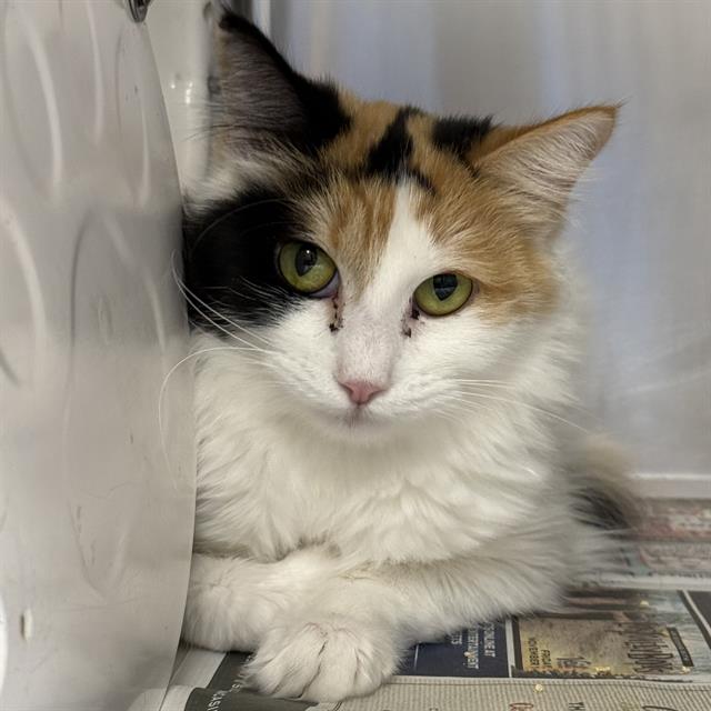 Mona Lisa