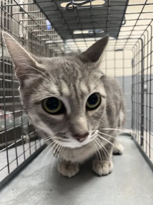 Dove - Domestic Short Hair