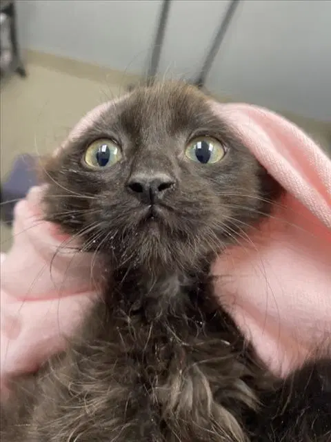 Misty - Domestic Short Hair