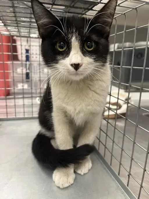 Andrew - Domestic Short Hair