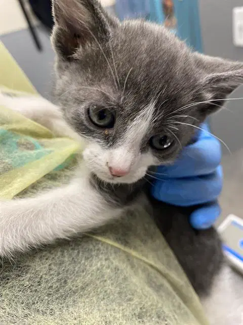 Keebler - Domestic Short Hair