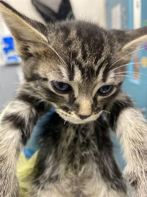 Pepperidge - Domestic Short Hair