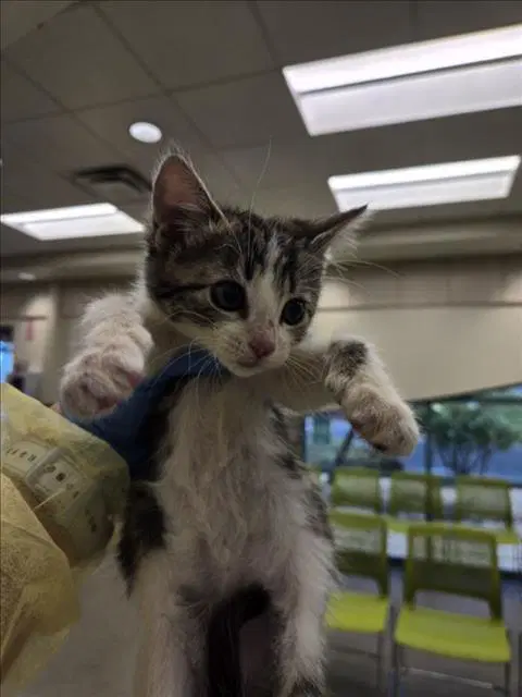 Mcmuffin - Domestic Short Hair