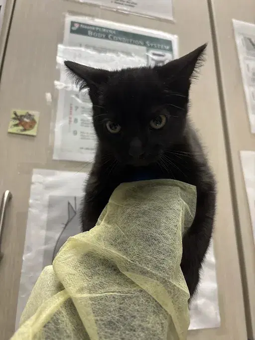 Mindi - Domestic Short Hair