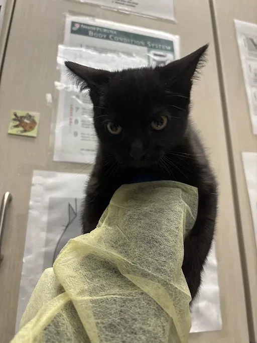 Mindi