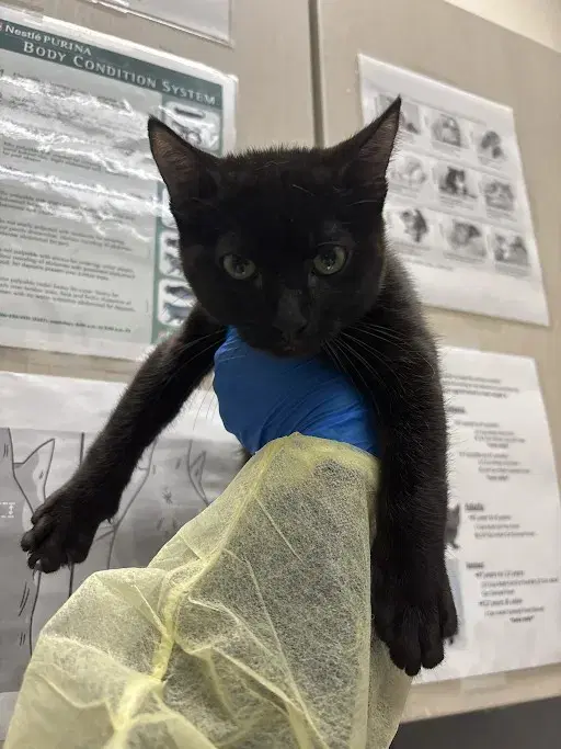 Brad - Domestic Short Hair