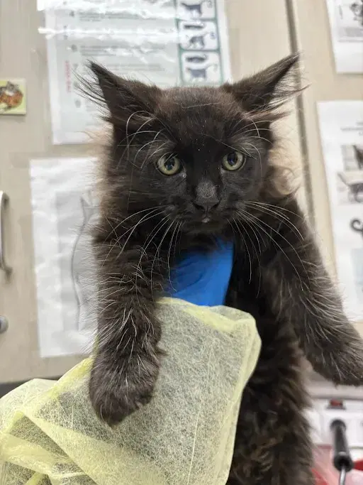 Charles - Domestic Long Hair