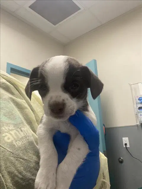 Crumb - Chihuahua
