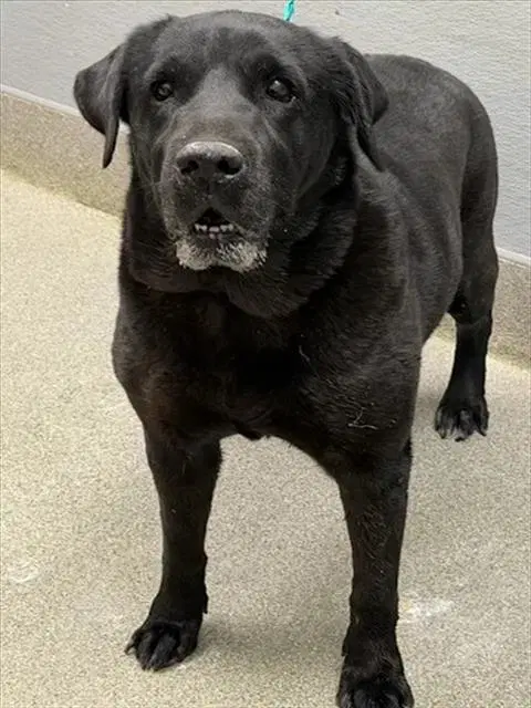 Nisha - Labrador Retriever