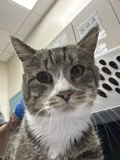 Mrwhiskers