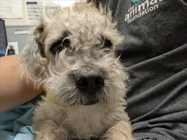 Viejillo - Terrier