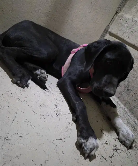 Betty - Great Dane