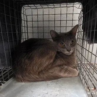 Kitty - Domestic Short Hair