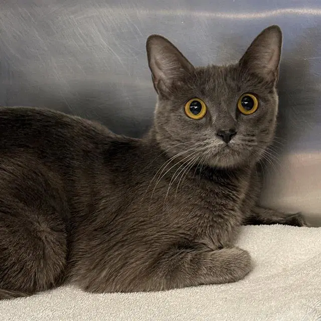 Kitty - Domestic Short Hair