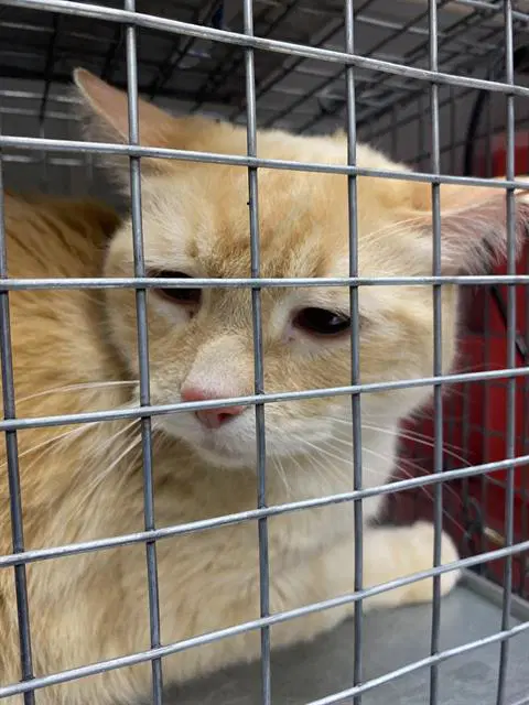 Buddy - Domestic Short Hair