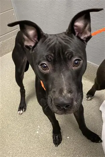 Aka - Pit Bull Terrier