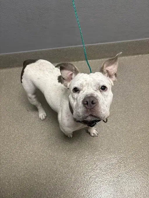 Nina - Pit Bull Terrier