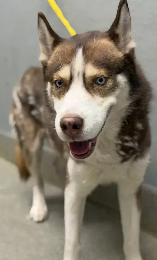 Smokey - Siberian Husky