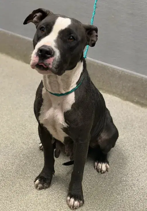 Jemma - Pit Bull Terrier