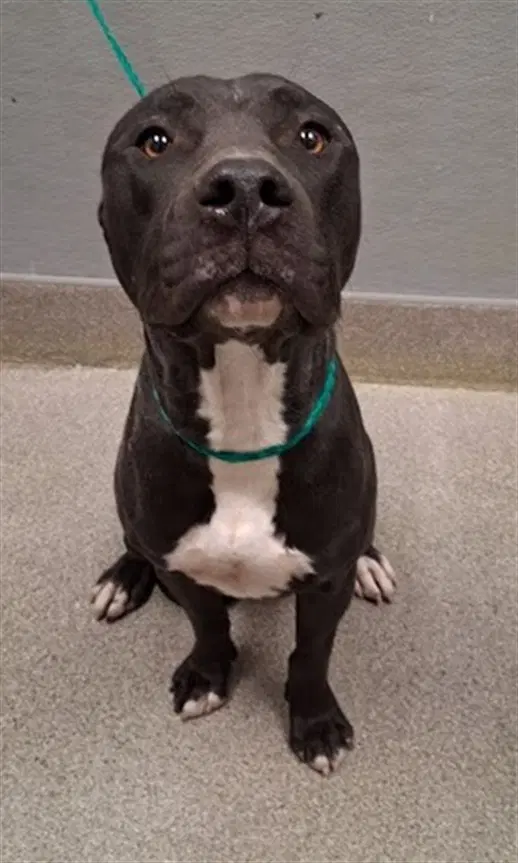 Jimmy - Pit Bull Terrier