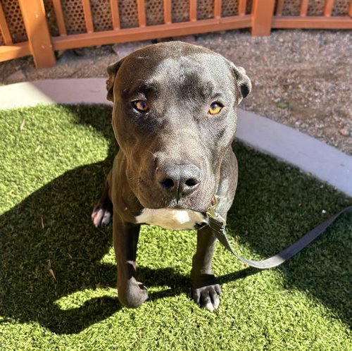 Jimmy, Pit Bull Terrier / Mixed (medium coat)
