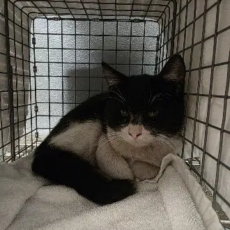 Batman - Domestic Short Hair