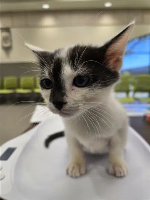 Mcgriddle - Domestic Short Hair