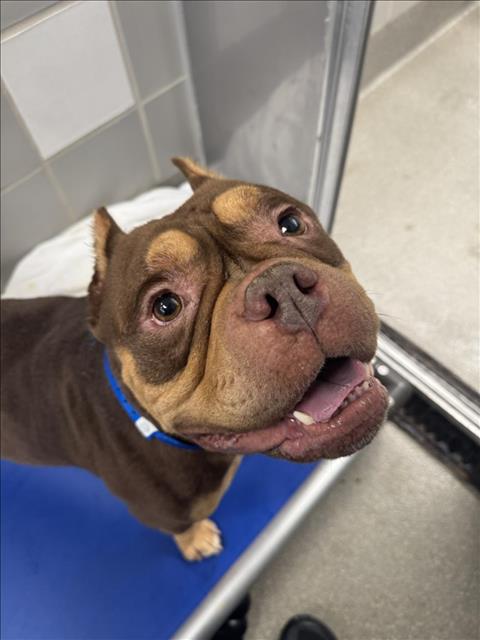 Hershel, English Bulldog / Mixed (medium coat)