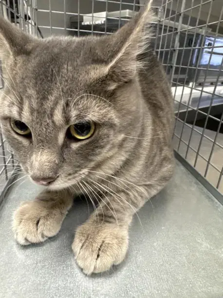 Lightning - Domestic Short Hair