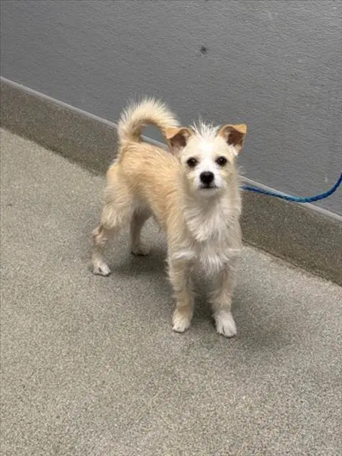 Cassian - Terrier