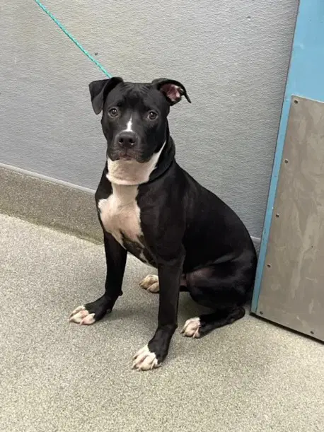 Bruce Wayne - Pit Bull Terrier
