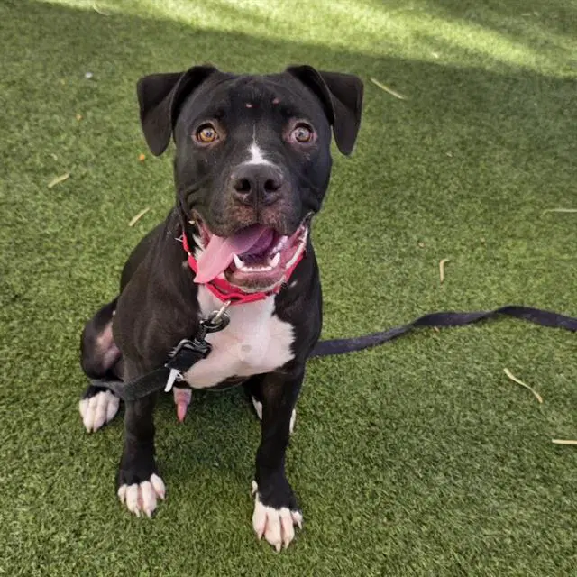 Bruce Wayne - Pit Bull Terrier