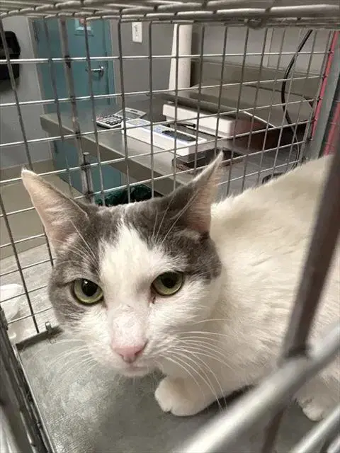 Tina - Domestic Short Hair