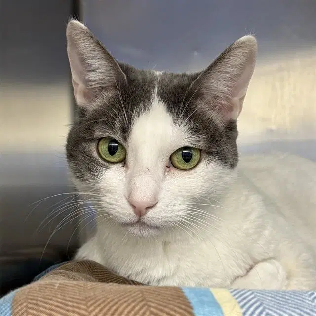 Tina - Domestic Short Hair