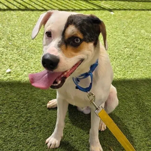 Turbo - Pit Bull Terrier