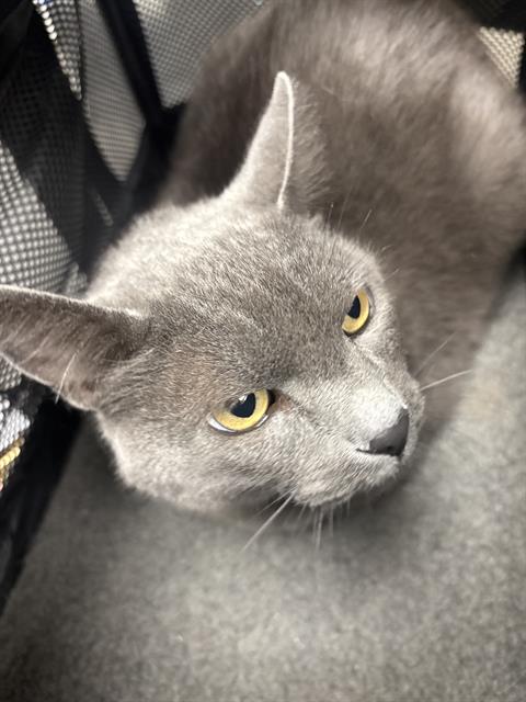 MERCURY