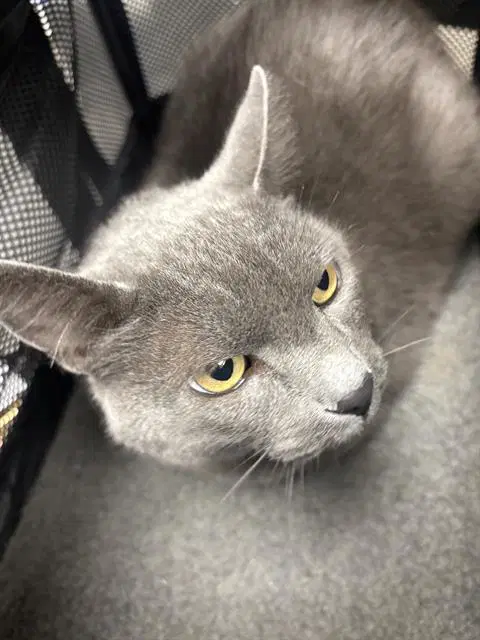 Mercury - Domestic Short Hair